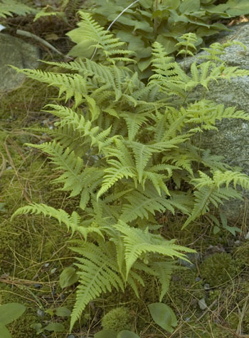 Phegopteris connectilis